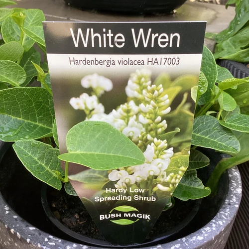 Hardenbergia 'White Wren' 140 mm