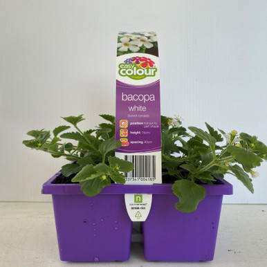 Easy Colour - Coleus Paprika