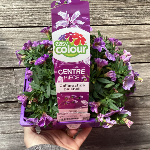 Easy Colour Premium - Calibrachoa Bluebell Punnet