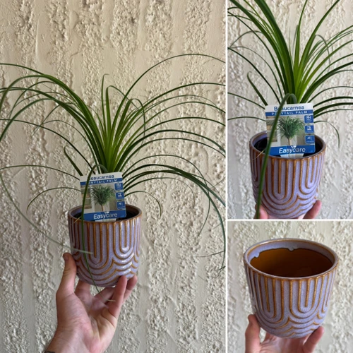 Beaucarnea recurvata 130 mm