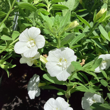 Calibrachoa 'Double Pink & White' 140 mm