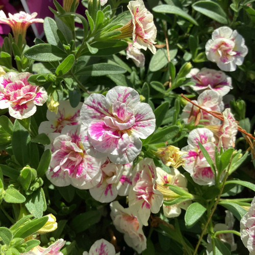 Calibrachoa 'Double Pink & White' 140 mm