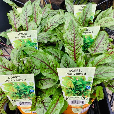 French Sorrel 100 mm