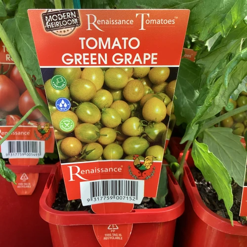 Tomato Green Grape 100 mm