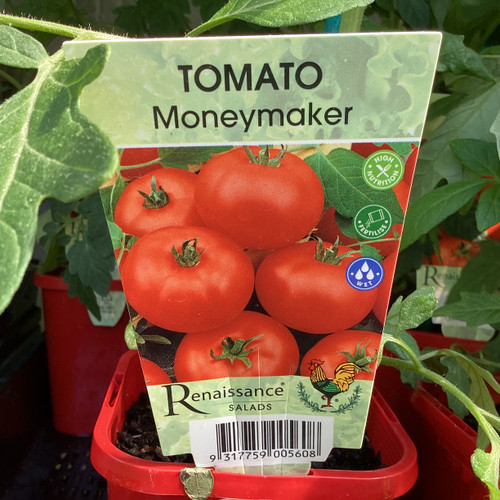 Tomato 'Moneymaker' 100 mm