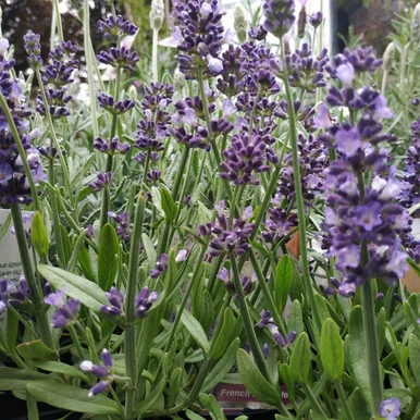 Lavender 'Blue Aromatico' 180 mm