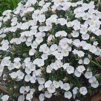 Convolvulus 'Silvery Moon' 140 mm