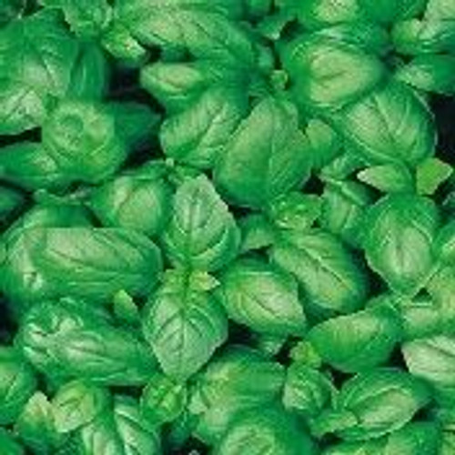 Fothergill Seed Organic Basil Sweet