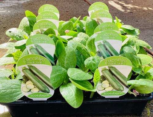 Zucchini 'Black Jack'
