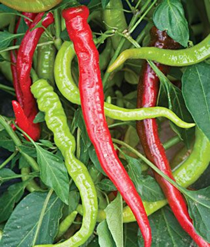 Chilli Long Hot Cayenne