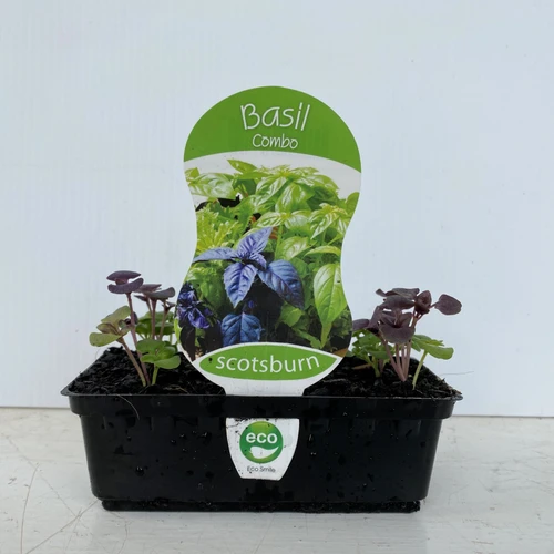 Basil Combo