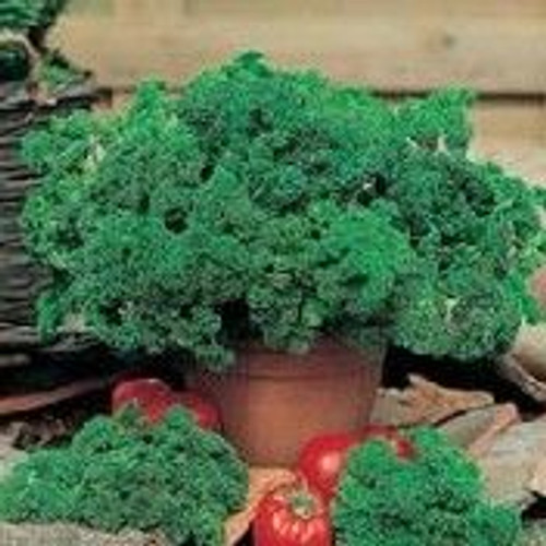 Fothergill Seed Curly Parsley