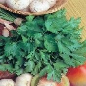 Fothergill Seed Italian Parsley