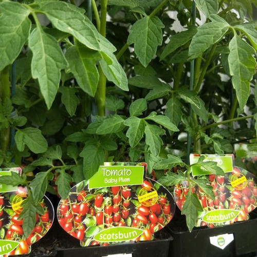 Tomato Baby Plum