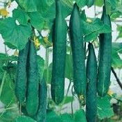 Fothergill Seed Cucumber Burpless