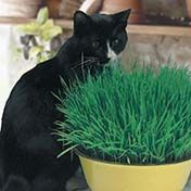 Fothergill Seed Cat Grass