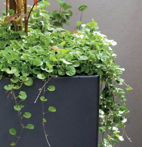 Fothergill Seed Dichondra