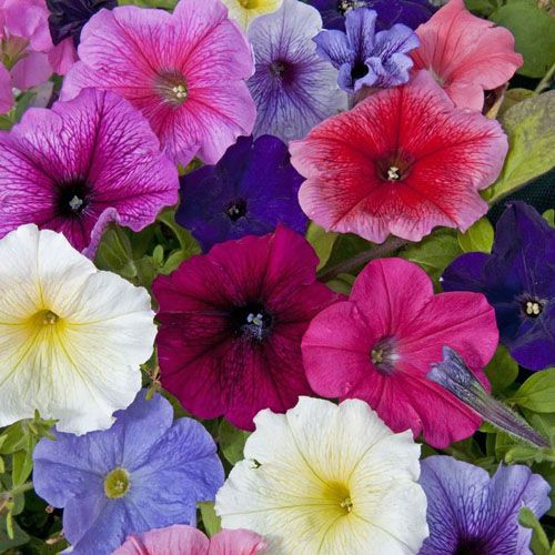 Fothergill Seed Petunia Confetti