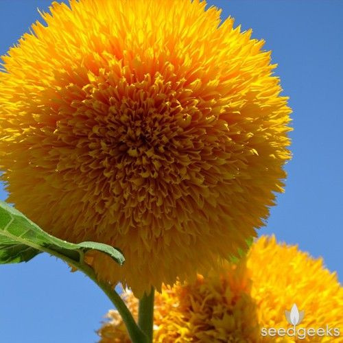 Fothergill Seed Sunflower Teddybear