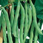 Fothergill Seed Climbing Bean Bluelake