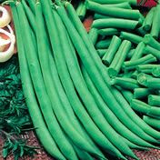 Fothergill Seed Bean Epicure