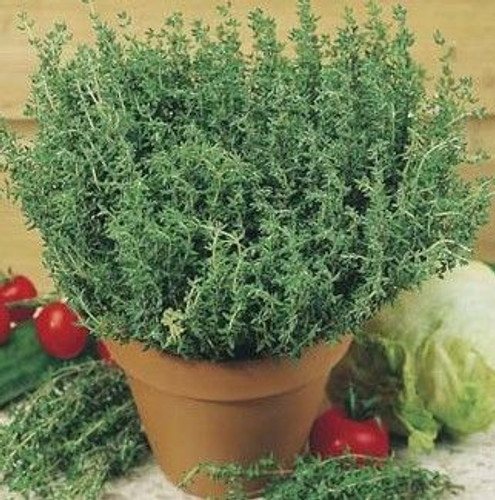 Fothergill Seed Thyme