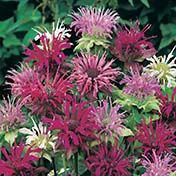 Fothergill Seed Bergamot Panorama