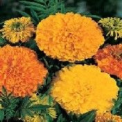 Fothergill Seed Marigold Double Mix