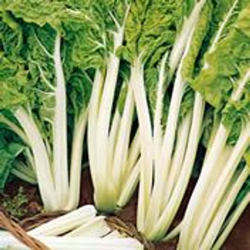 Fothergill Seed Silverbeet Fordhook