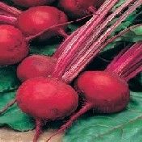 Fothergill Seed Beetroot Bolt Tape