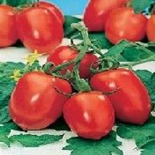 Fothergill Seed Tomato Cherry Roma