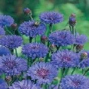 Fothergill Seed Cornflower Blue