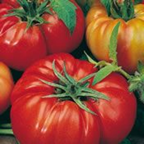 Fothergill Seed Tomato Rouge