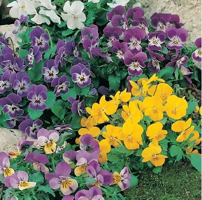 Fothergill Seed Pansy Mini Comedy