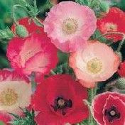 Fothergill Seed Poppy Shirley
