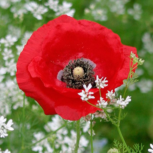Fothergill Seed Poppy Flanders Red