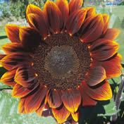 Fothergill Seed Sunflower 'Velvet'