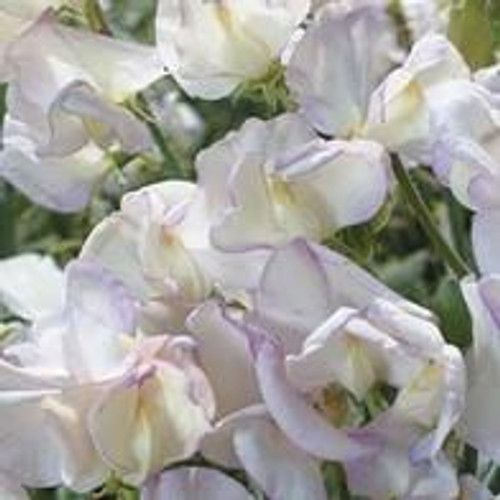 Fothergill Seed Sweetpea Hi Scent