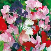 Fothergill Seed Sweetpea Mammoth