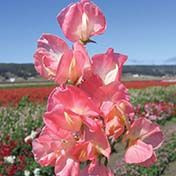 Fothergill Seed Sweetpea Princess E