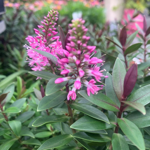 Hebe 'Pretty N Pink' 140 mm