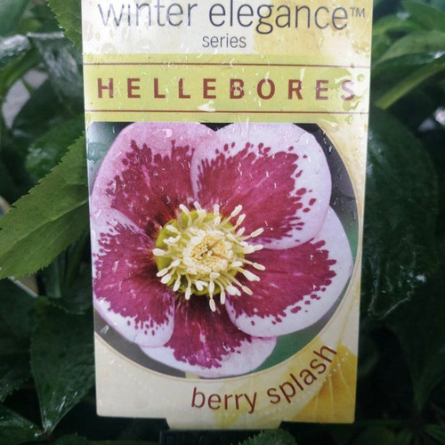 Helleborus 'Berry Splash'