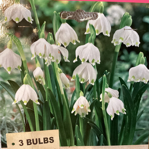 Leucojum 'Snowflakes' 3Pk