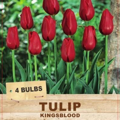 Tulipa 'Kingsblood' 2Pk Bulb
