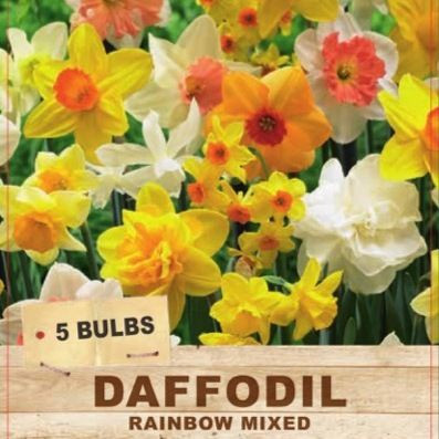 Daffodil 'Rainbow Mixed' 5pk