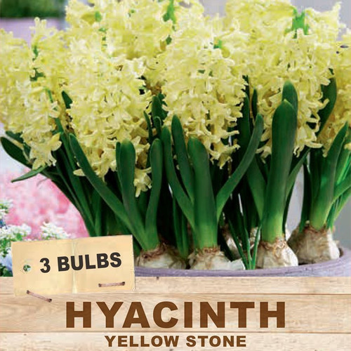 Hyacinth 'Yellowstone' Packet