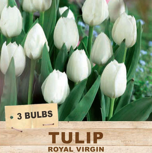 Tulip 'Royal Virgin' Packet