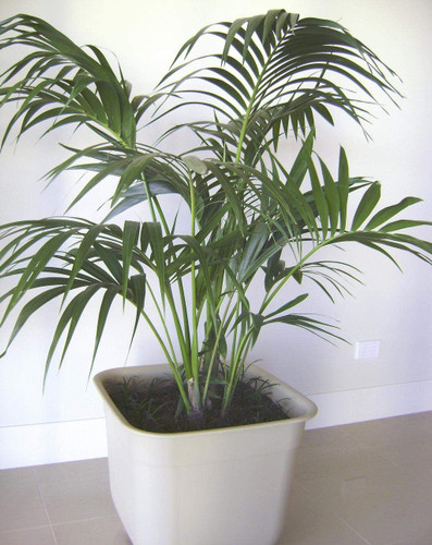 Howea forsteriana 200 mm