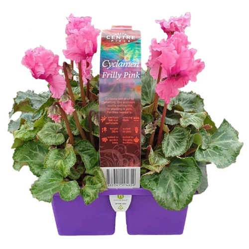 Easy Colour Cyclamen Frilly Pink Punnet