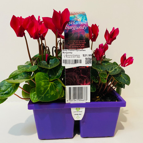 Easy Colour Cyclamen Burgundy Punnet